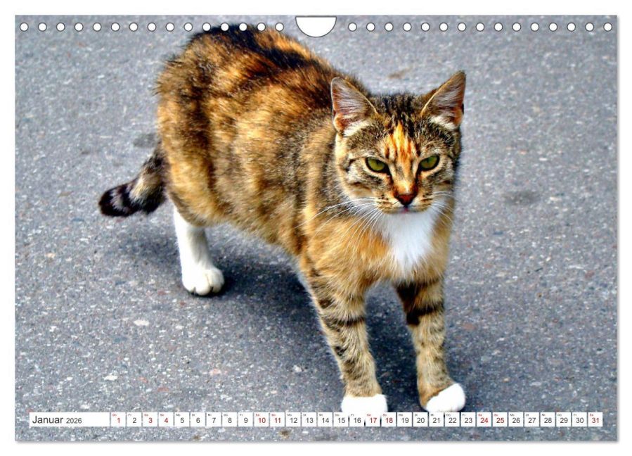 additionalImage6