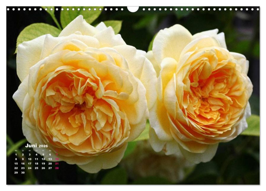 additionalImage11