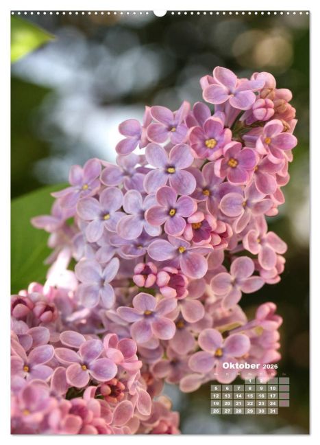 additionalImage1