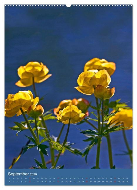 additionalImage13