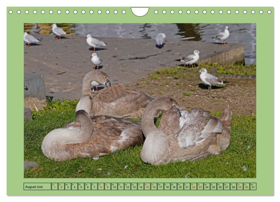 additionalImage13