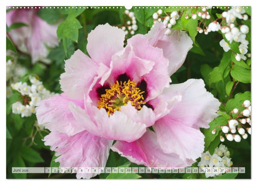 additionalImage11