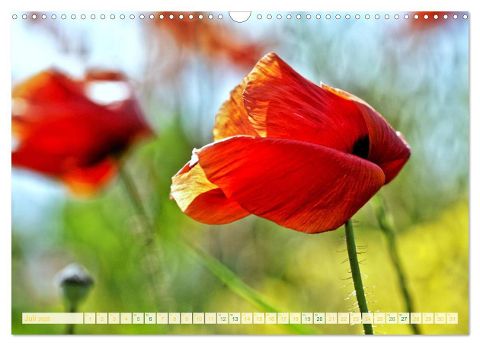 additionalImage12