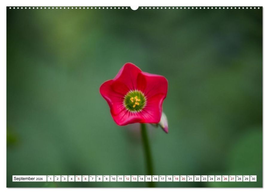 additionalImage13