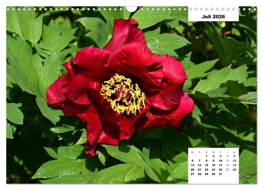 additionalImage12