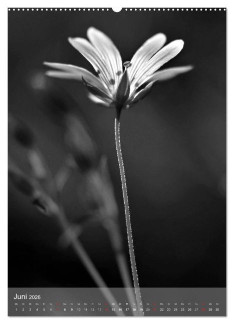 additionalImage10