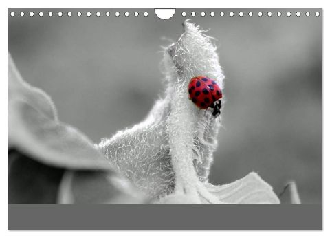 additionalImage2