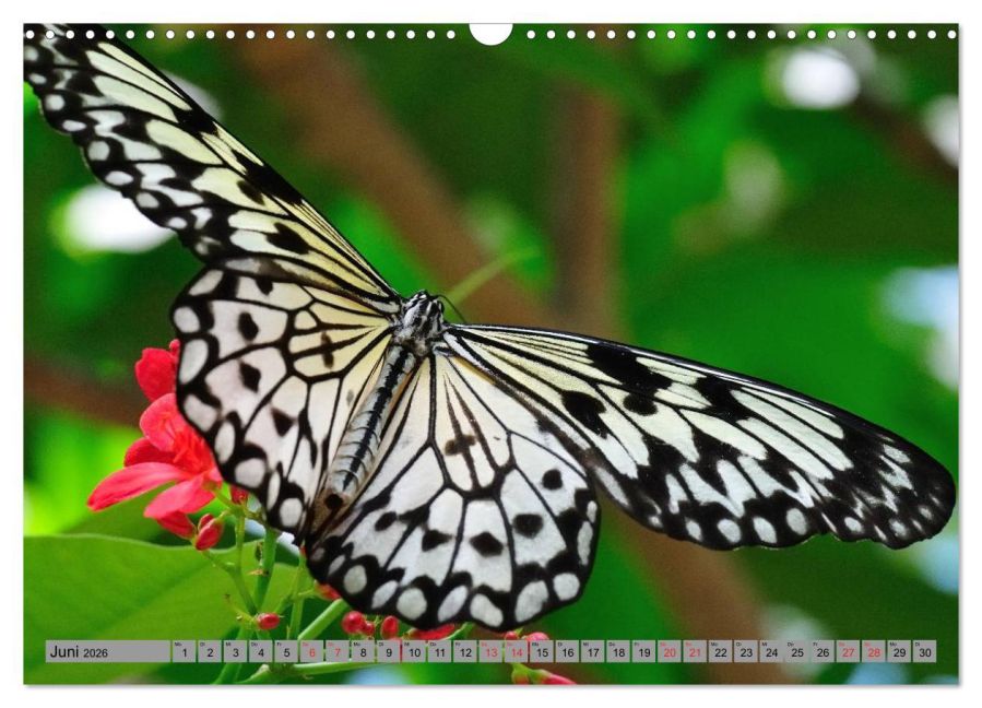 additionalImage11