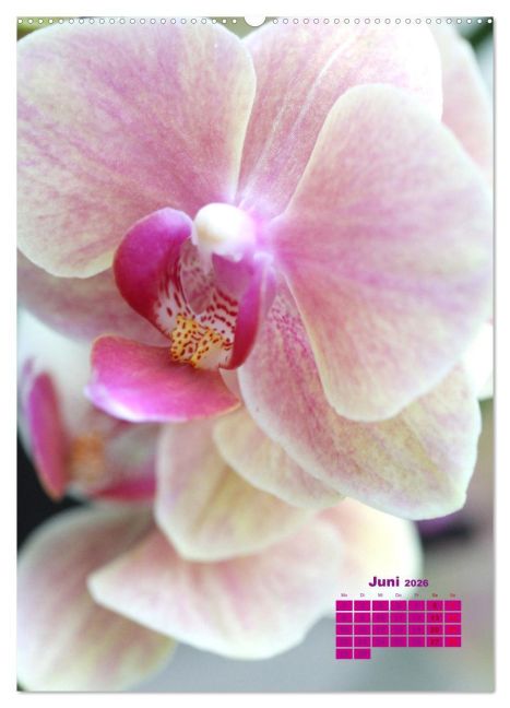 additionalImage11