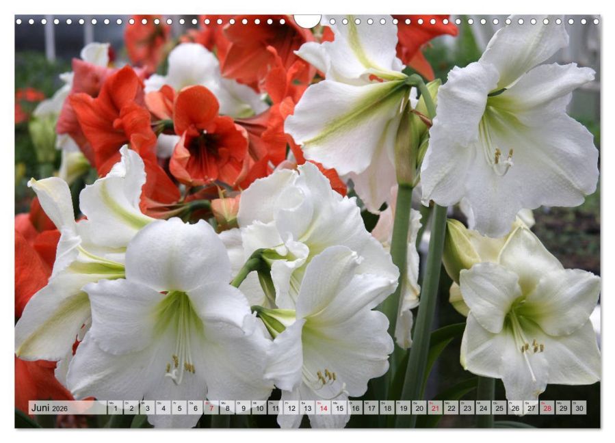 additionalImage11