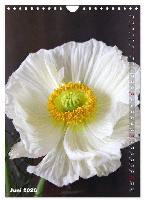 additionalImage11