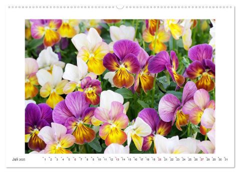 additionalImage11