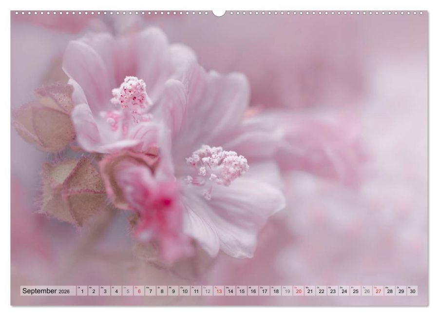 additionalImage14