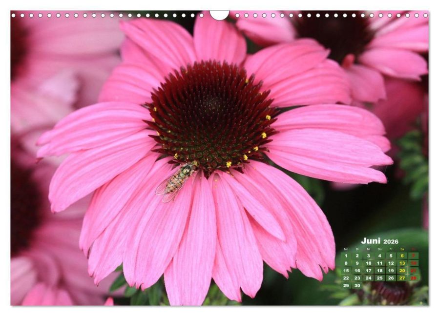 additionalImage11