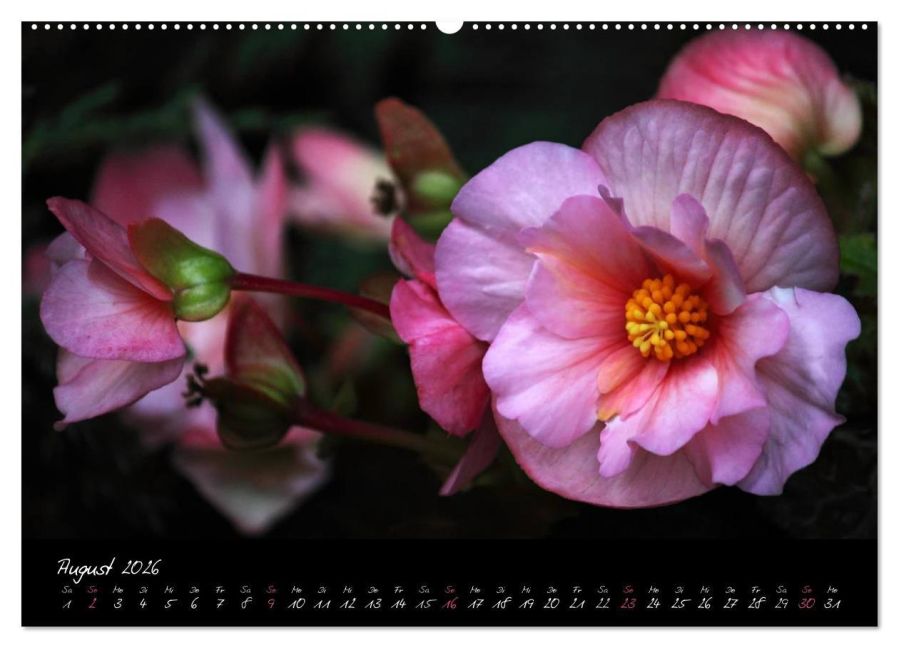 additionalImage12