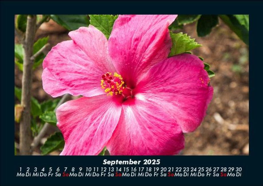 additionalImage1