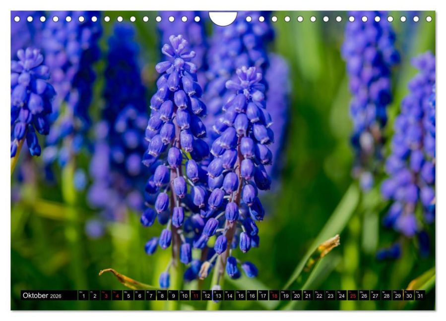 additionalImage2