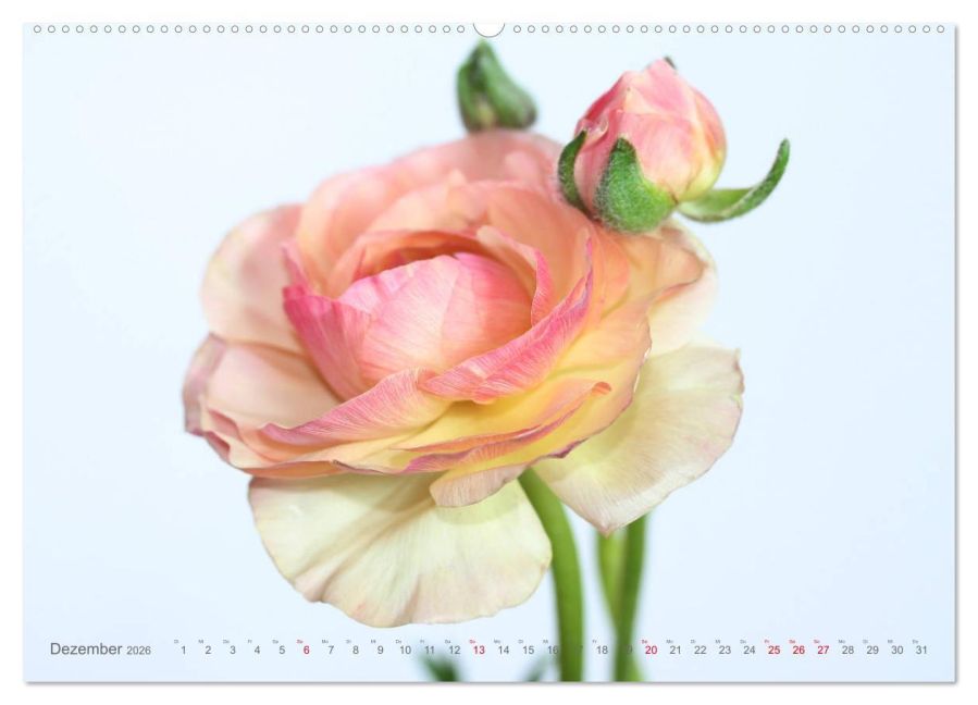 additionalImage4