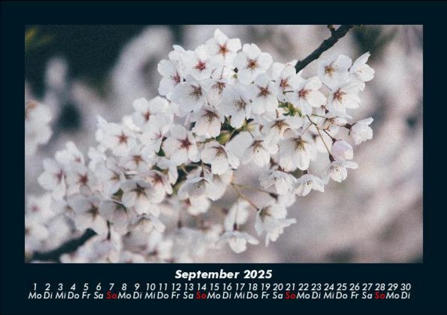 additionalImage1