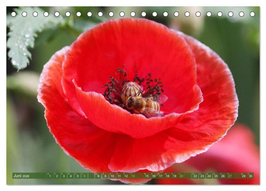 additionalImage11