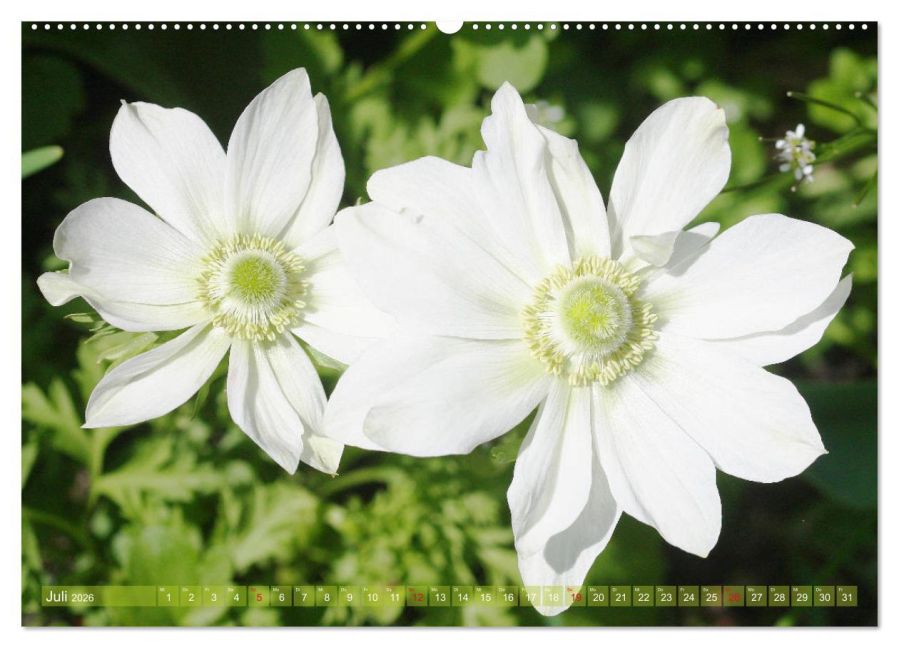 additionalImage12
