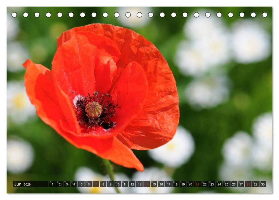 additionalImage11