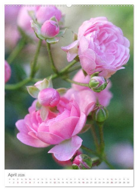 additionalImage8