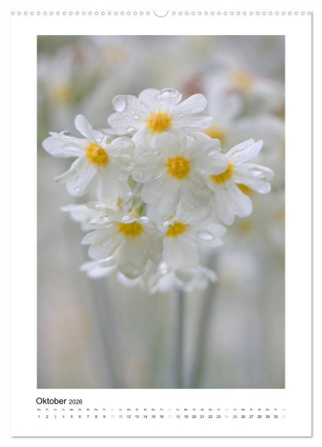 additionalImage1