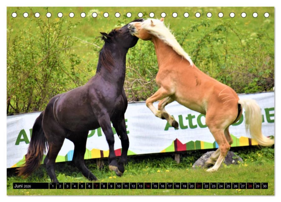 additionalImage11