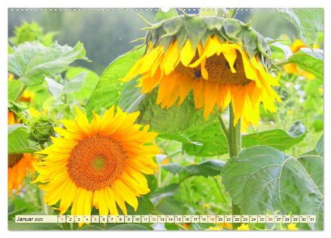 additionalImage4