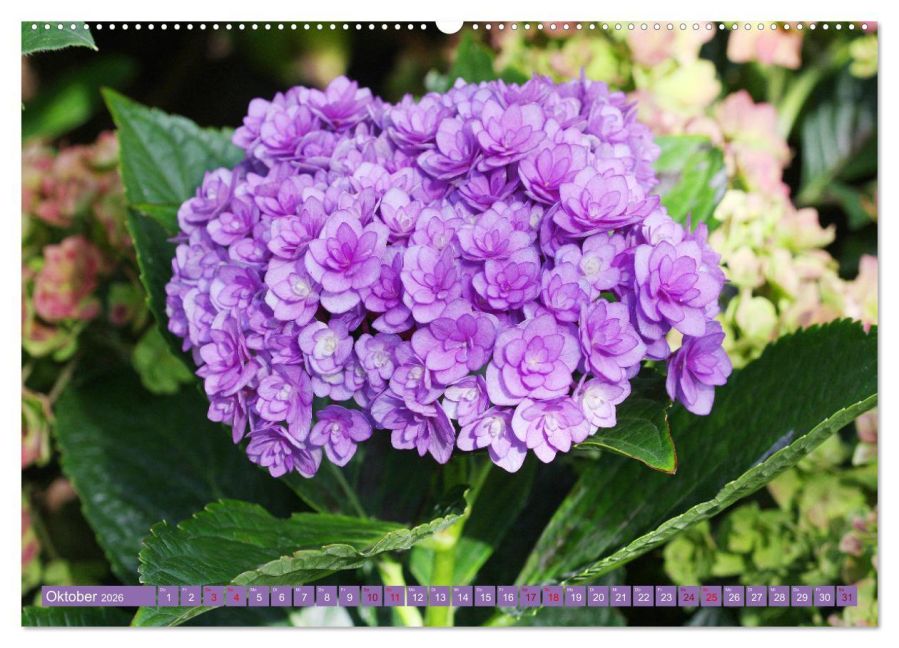 additionalImage2