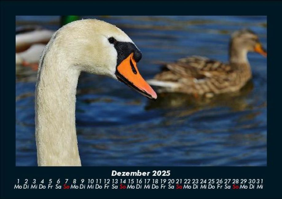 additionalImage4