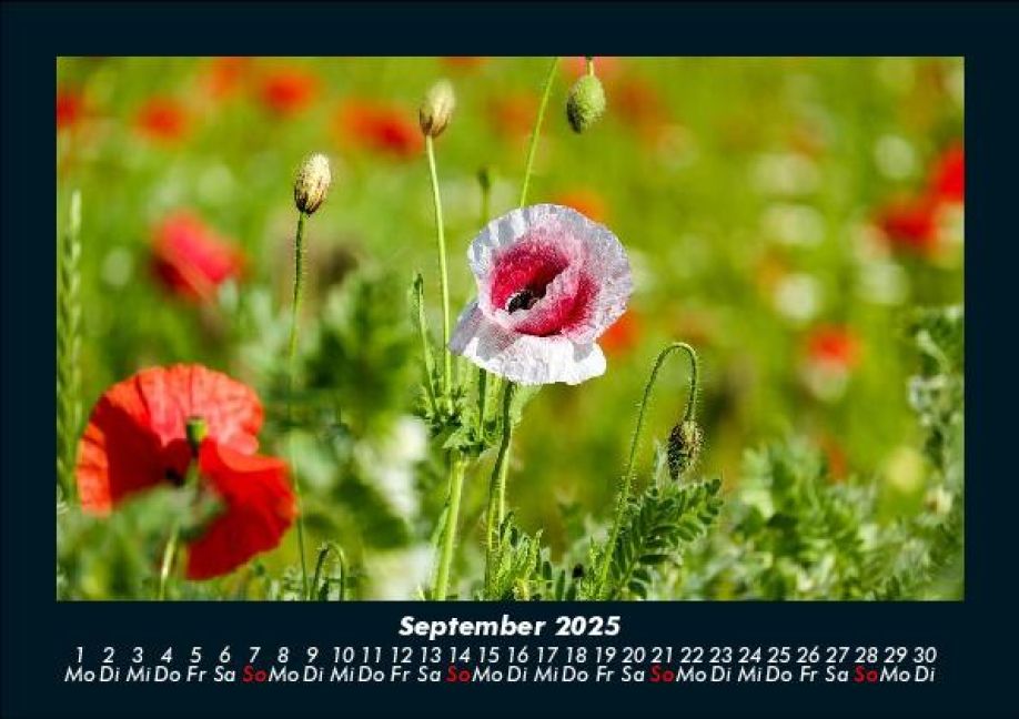 additionalImage1