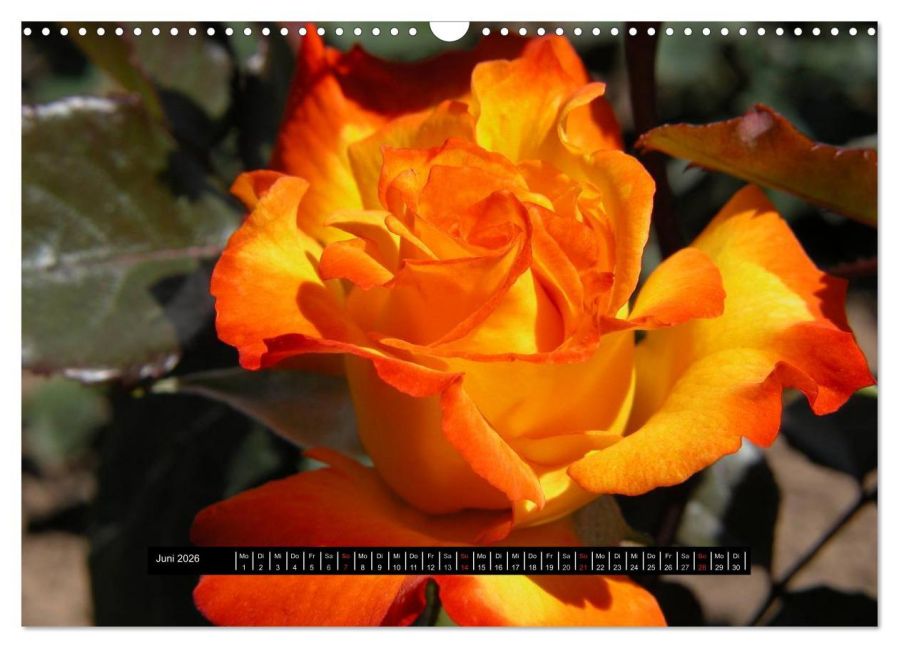 additionalImage11