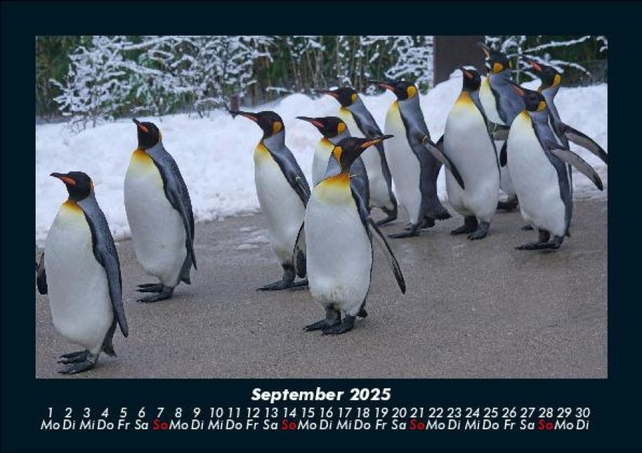 additionalImage1