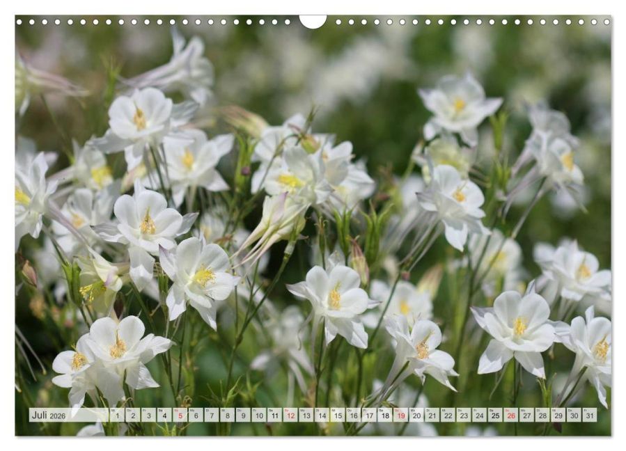 additionalImage12