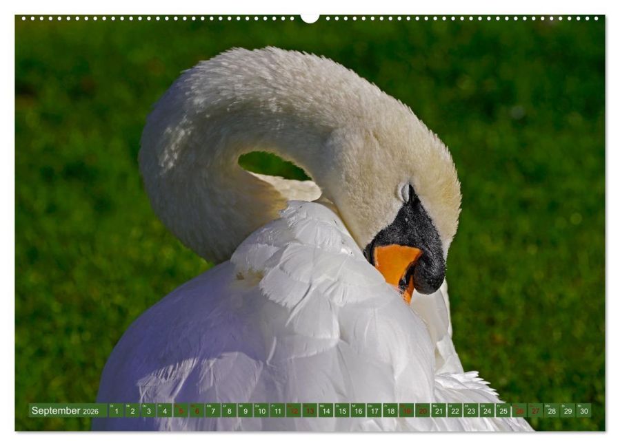 additionalImage13