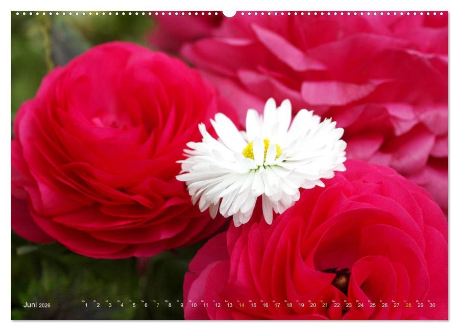 additionalImage11