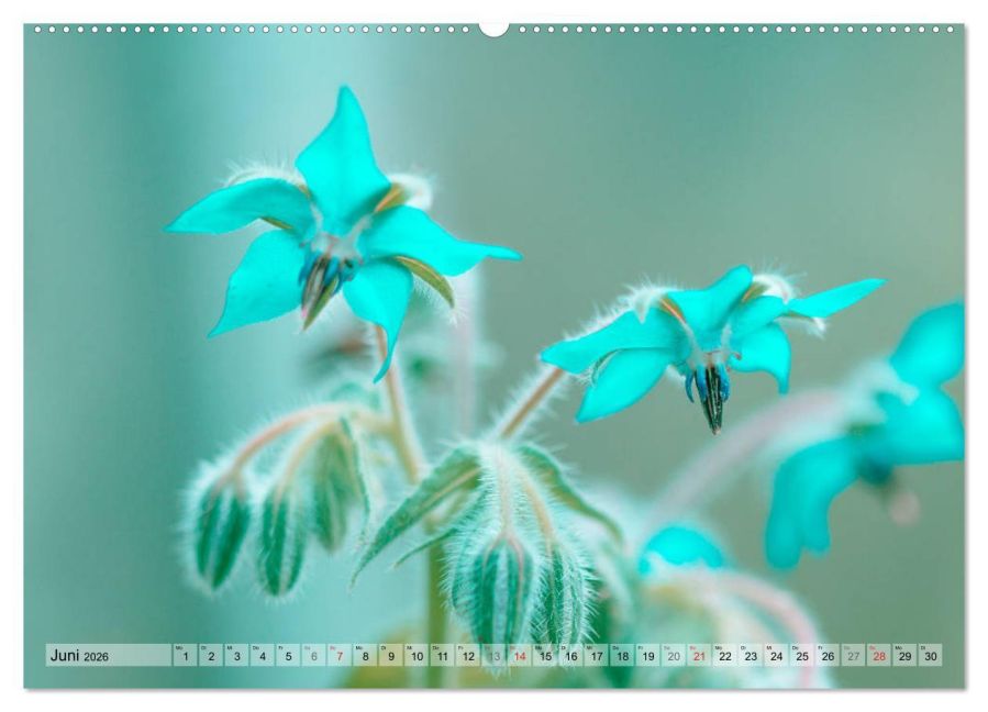 additionalImage11