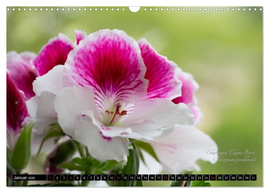 additionalImage6