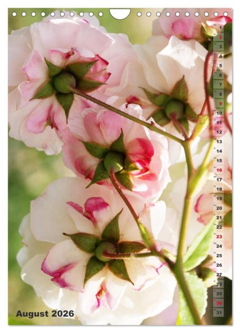 additionalImage13