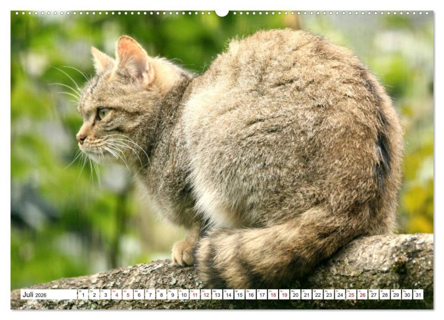 additionalImage11