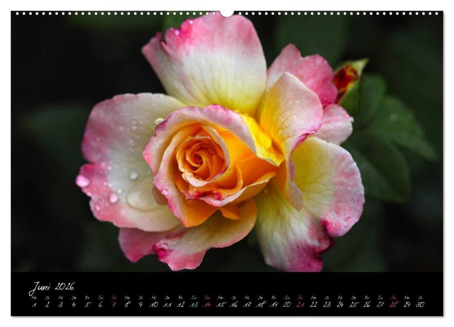 additionalImage11