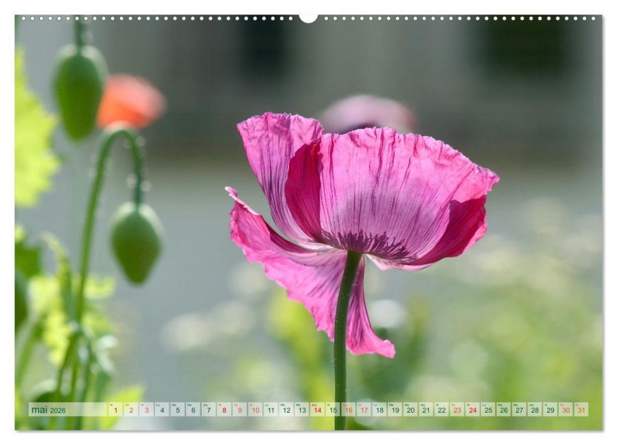 additionalImage10