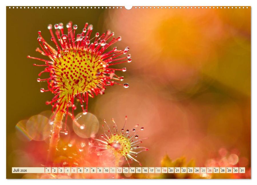 additionalImage12
