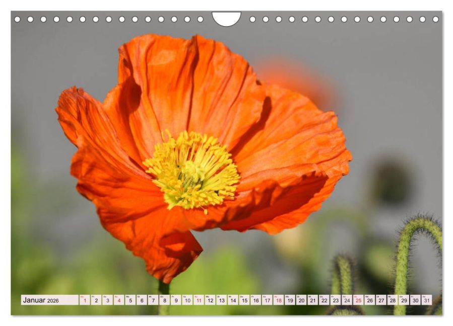 additionalImage6