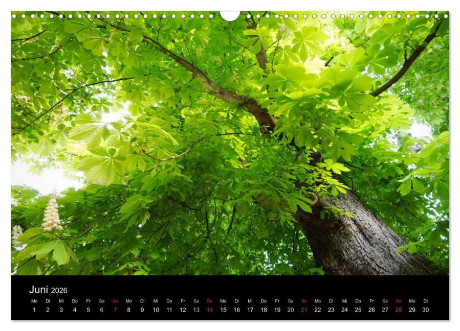 additionalImage11