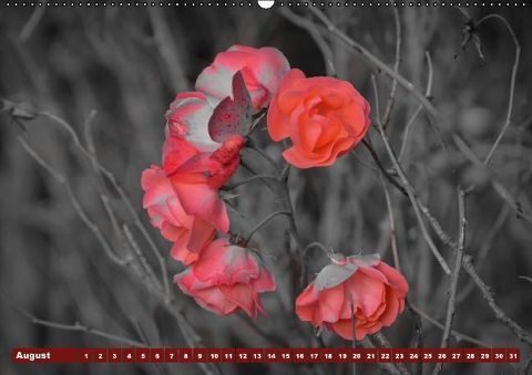 additionalImage8