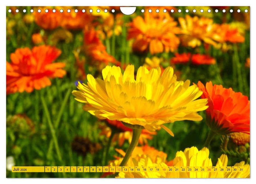 additionalImage12