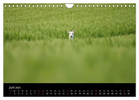 additionalImage11